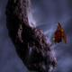 Asteroida