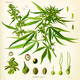 Cannabisowska tablica