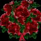 Bukiet roz