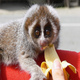 Lemur z bananem