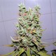 tematyka marihuana 1