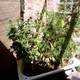 tematyka marihuana 5