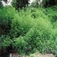 tematyka marihuana 6