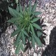 tematyka marihuana 7