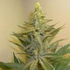 tematyka marihuana 8