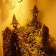 tematyka marihuana 10