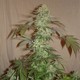 tematyka marihuana 11