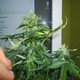 tematyka marihuana 12