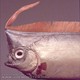 Oarfish - ryba wiosło