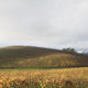 Tapeta Windows XP Bliss