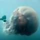meduza (jacoob)