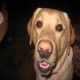 Wzrok Labradora