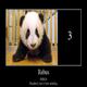 panda 3