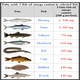 Kwasy tłuszczowe Omega 3 fatty acids