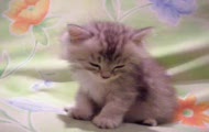 spac czy nie