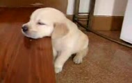 Spiacy maly labradorek