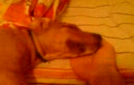 amstaff 10tygodni