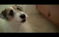 Psie Tricki