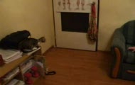 Cat jump
