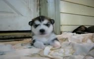 mały husky