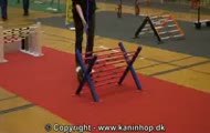Duńskie królicze mistrzostwa w skokach przez przeszkody
