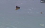 Helikopter telewizji uratował cielaka