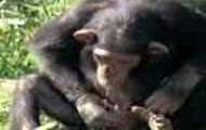 monkey 111
