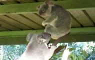 Agresywne misie koala