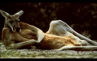 Kanguralism - Muzyczna maczeta (Povidooa edit)
