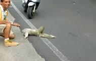 Leniwiec przechodzi przez jezdnię