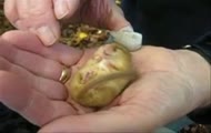 Chrapiaca orzesznica