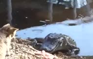 Aligator drażni kota