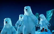 Miś polarny niezdara