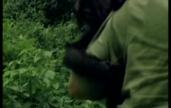 Goryl atakuje czlowieka