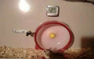 Zwariowany Hamster :D