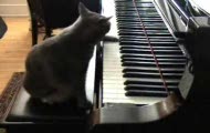 kot pianista