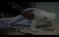 mis knut