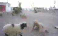 Baran vs Żołnierz