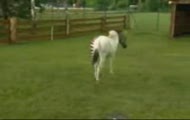 Zorse