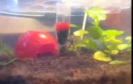 Brachypelma Smithi L7