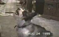 talking dog