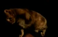 cats demon