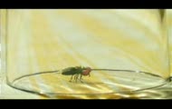Piknik Insektow