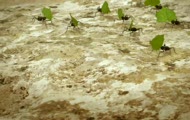 Latajace Mrowki