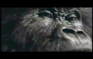 Cadbury gorilla advert