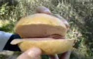 Myster spiewajaca bulka cz.1