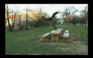 Polish Stunts 1