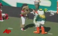 Duck vs Cougar