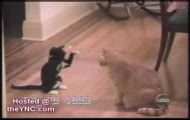 funnycats
