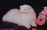 paranormal creatures ( albino )